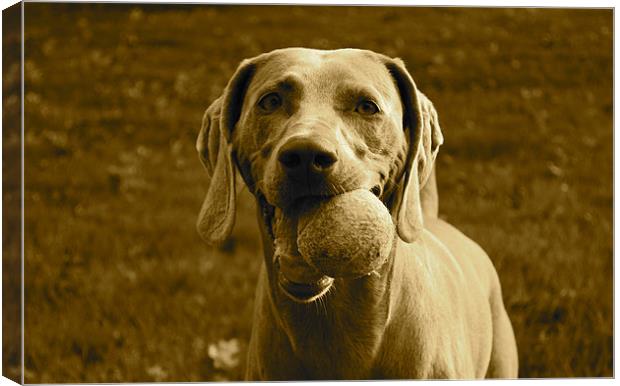 Weimaraner with tennis ball Canvas Print by Madeline Harris