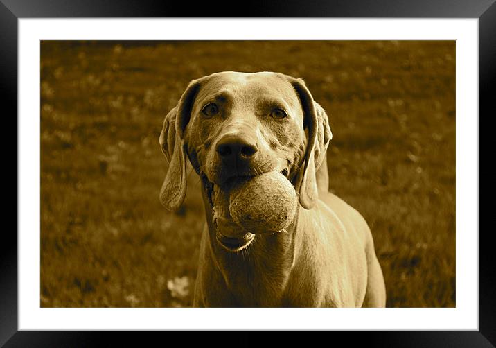 Weimaraner with tennis ball Framed Mounted Print by Madeline Harris