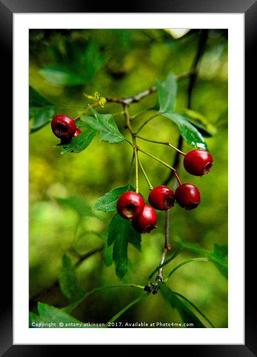 Wild red berries Framed Mounted Print by Antony Atkinson
