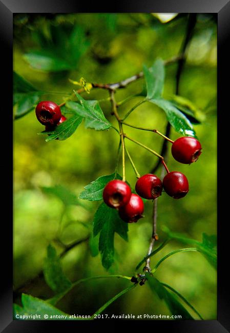 Wild red berries Framed Print by Antony Atkinson