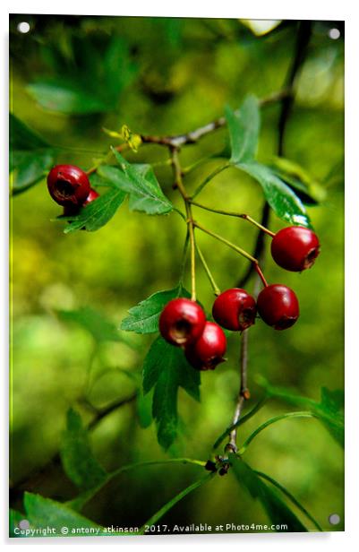 Wild red berries Acrylic by Antony Atkinson