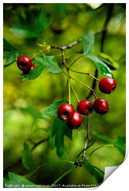 Wild red berries Print by Antony Atkinson