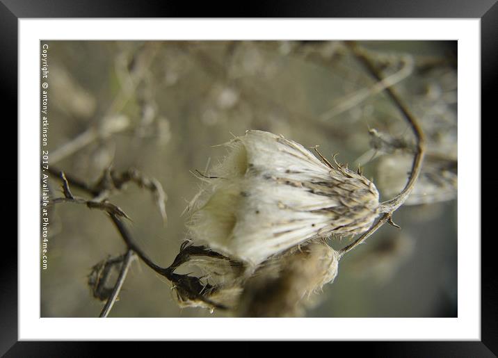 Dying flower Framed Mounted Print by Antony Atkinson