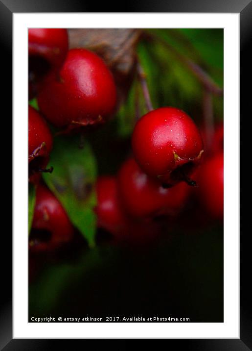 Wild Red berries Framed Mounted Print by Antony Atkinson
