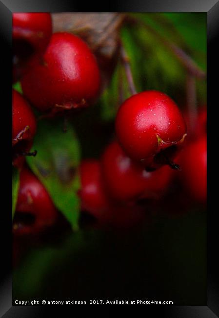 Wild Red berries Framed Print by Antony Atkinson
