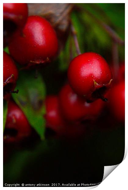 Wild Red berries Print by Antony Atkinson
