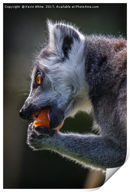 Lemur having lunch Print by Kevin White
