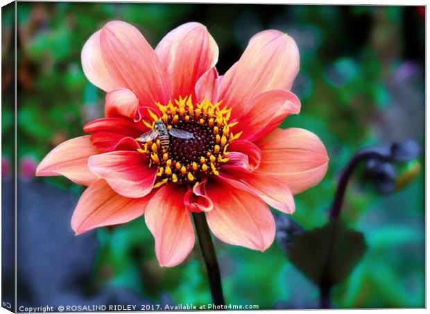 "Dahlia with Hornet" Canvas Print by ROS RIDLEY