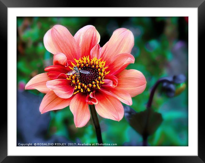 "Dahlia with Hornet" Framed Mounted Print by ROS RIDLEY