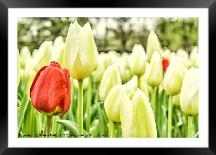 Flower in Scotland 2 Framed Mounted Print by Robert Kelly