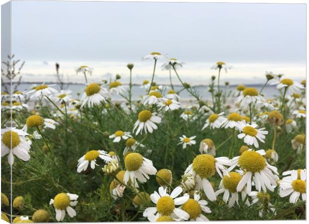 Giant Michaelmas Daisies on Hayling Island Canvas Print by Tess Chalmers