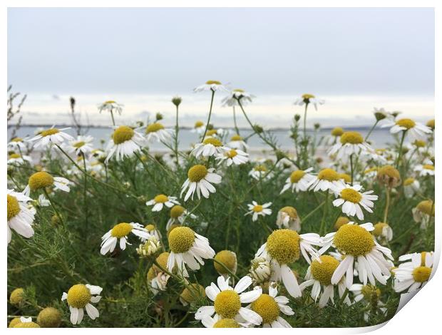 Giant Michaelmas Daisies on Hayling Island Print by Tess Chalmers