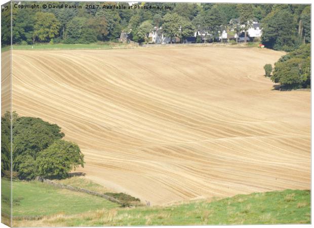 crop lines in wheat field near Linlithgow, West Lo Canvas Print by Photogold Prints