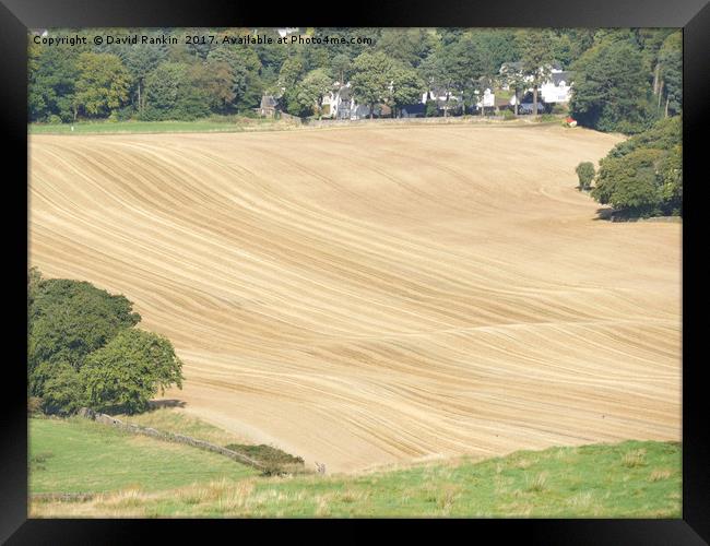 crop lines in wheat field near Linlithgow, West Lo Framed Print by Photogold Prints
