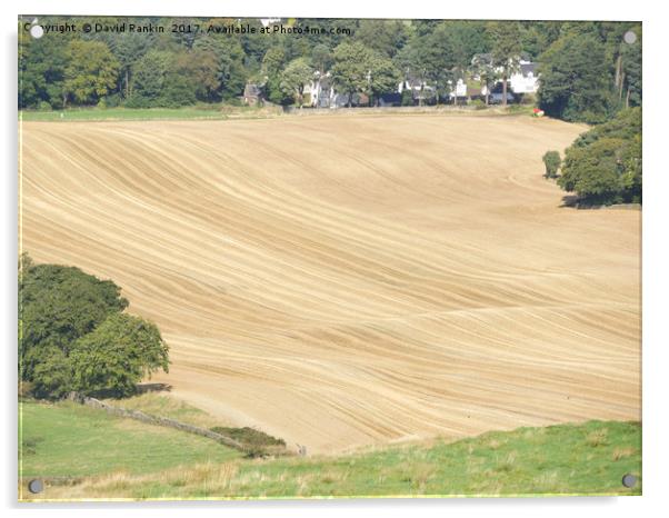 crop lines in wheat field near Linlithgow, West Lo Acrylic by Photogold Prints