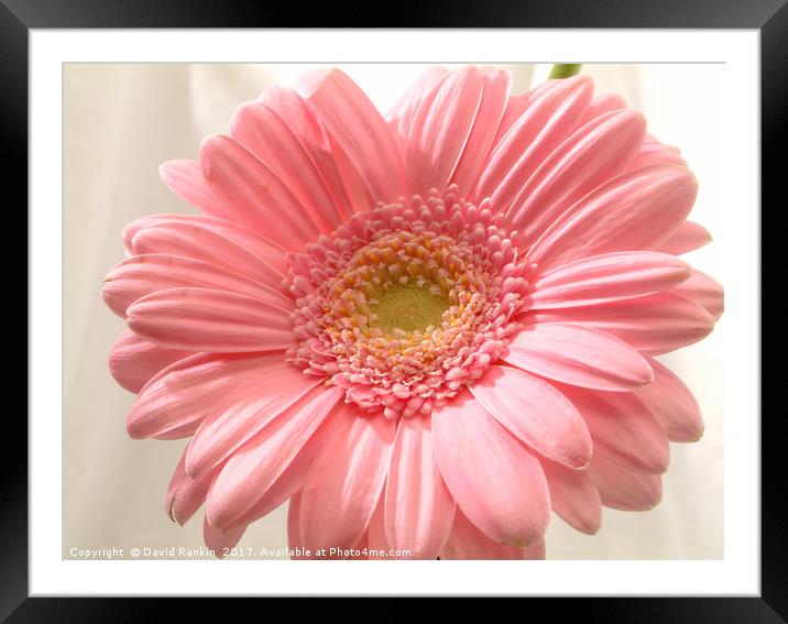Pink carnation Framed Mounted Print by Photogold Prints