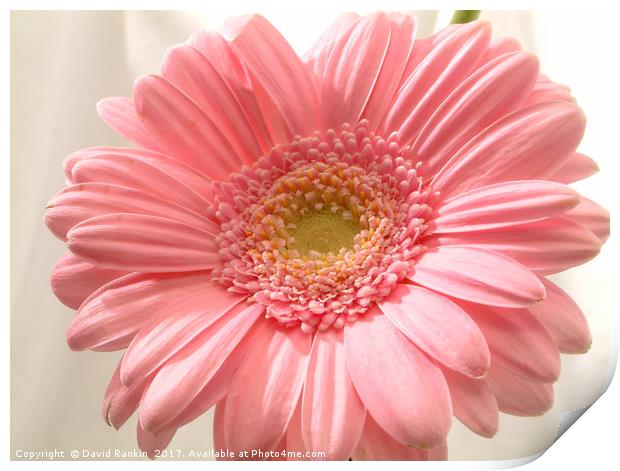 Pink carnation Print by Photogold Prints