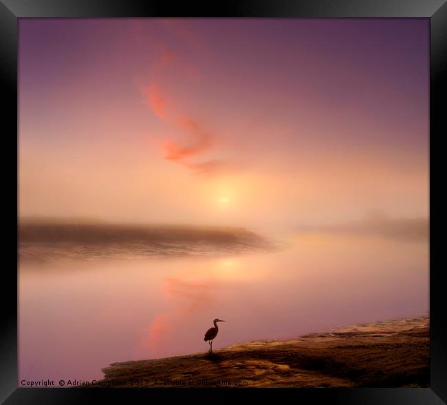 Heron on the River Darent Framed Print by Adrian Campfield