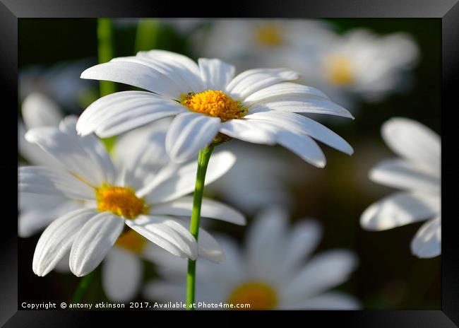 White Daisie with Yellow Crest Framed Print by Antony Atkinson