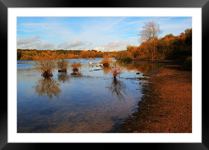 Ruilsip Lido in autumn Framed Mounted Print by Chris Day