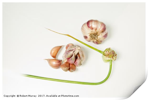 Garlic Print by Robert Murray