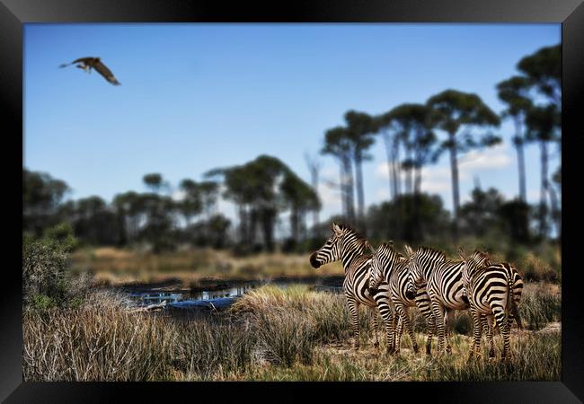Zebra searching for waterhole Framed Print by David Owen