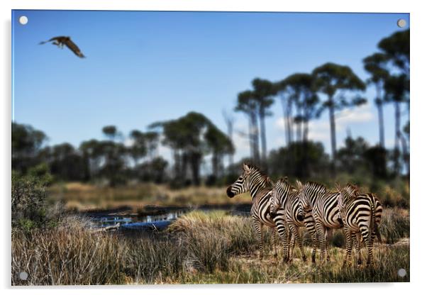 Zebra searching for waterhole Acrylic by David Owen
