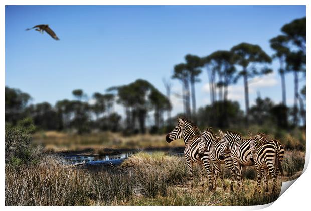 Zebra searching for waterhole Print by David Owen