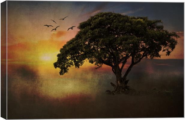 African Tree Canvas Print by David Owen