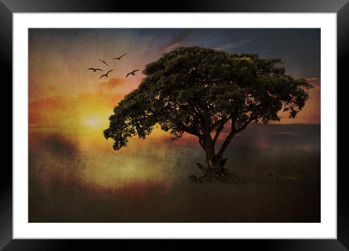 African Tree Framed Mounted Print by David Owen