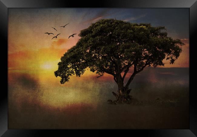 African Tree Framed Print by David Owen