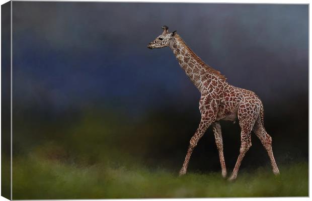 Giraffe on walkabout Canvas Print by David Owen