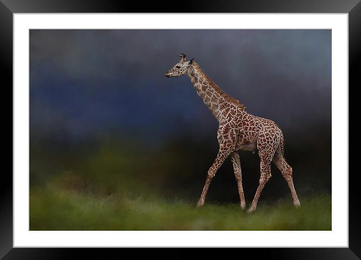 Giraffe on walkabout Framed Mounted Print by David Owen