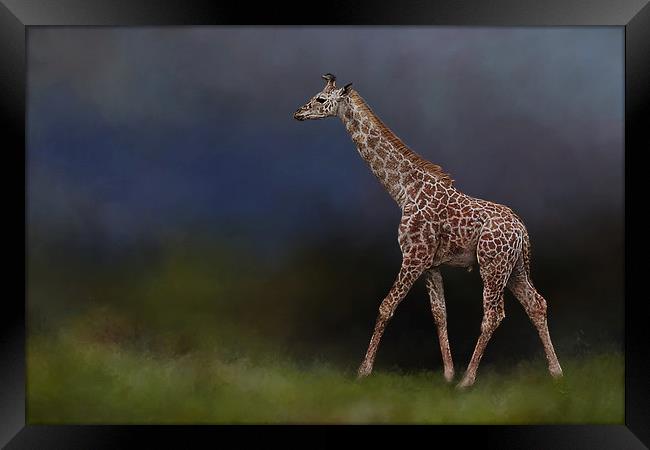 Giraffe on walkabout Framed Print by David Owen