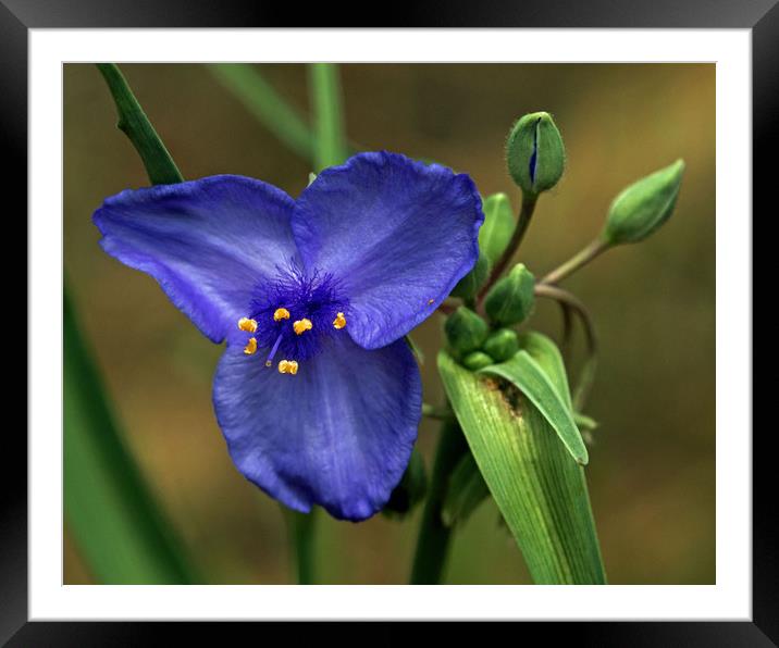 Blue Wild Flower Colorado Framed Mounted Print by Janet Mann