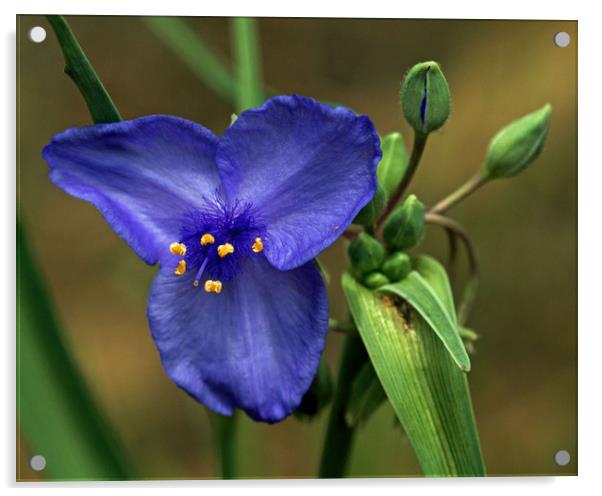 Blue Wild Flower Colorado Acrylic by Janet Mann