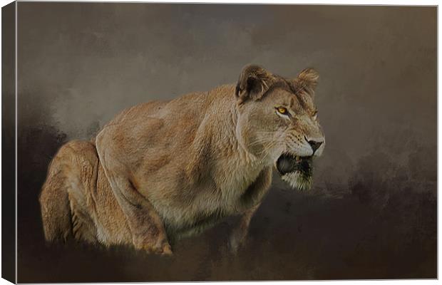 Lioness roars Canvas Print by David Owen