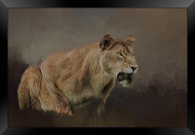 Lioness roars Framed Print by David Owen