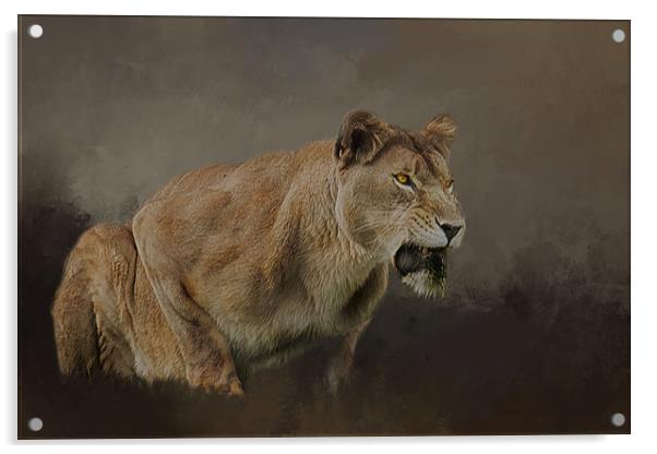 Lioness roars Acrylic by David Owen