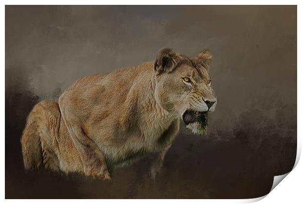 Lioness roars Print by David Owen