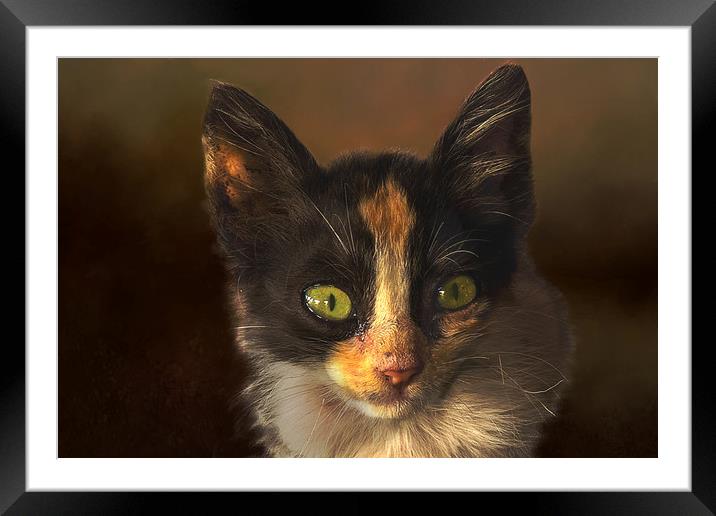 Feral cat Framed Mounted Print by David Owen
