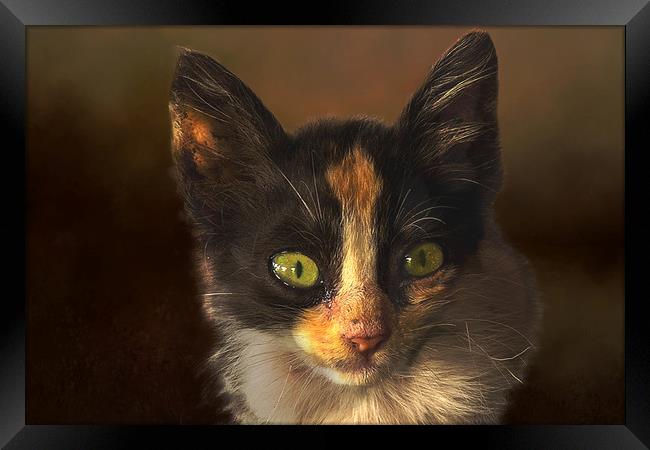 Feral cat Framed Print by David Owen