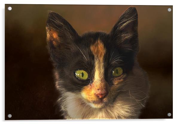Feral cat Acrylic by David Owen