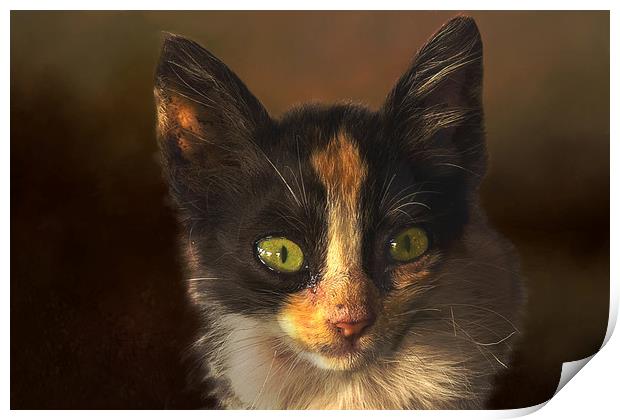 Feral cat Print by David Owen