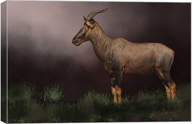 African buck Canvas Print by David Owen