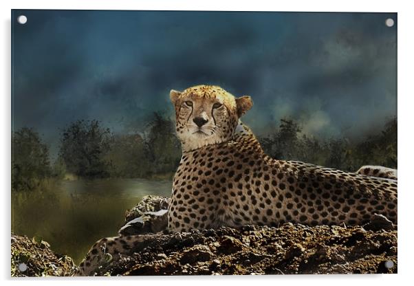 Cheetah at rest Acrylic by David Owen