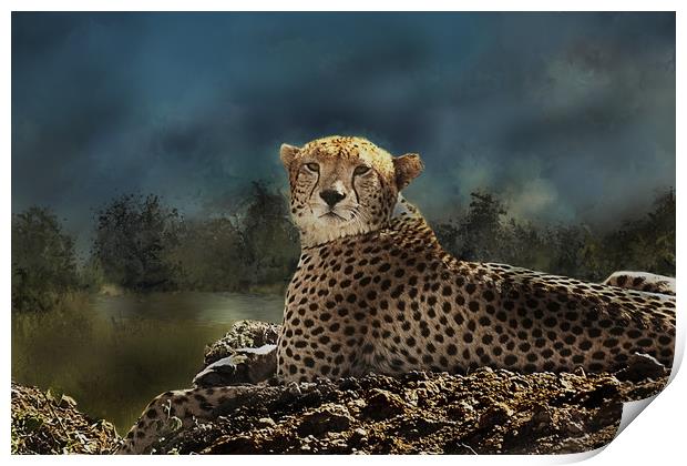 Cheetah at rest Print by David Owen