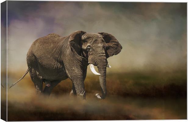 Rogue elephant Canvas Print by David Owen