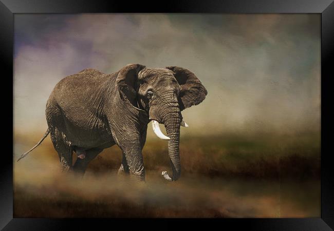 Rogue elephant Framed Print by David Owen