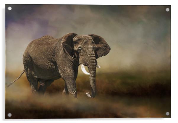 Rogue elephant Acrylic by David Owen